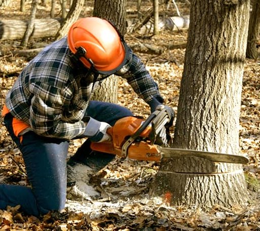 Tree Removal in Marble City, OK